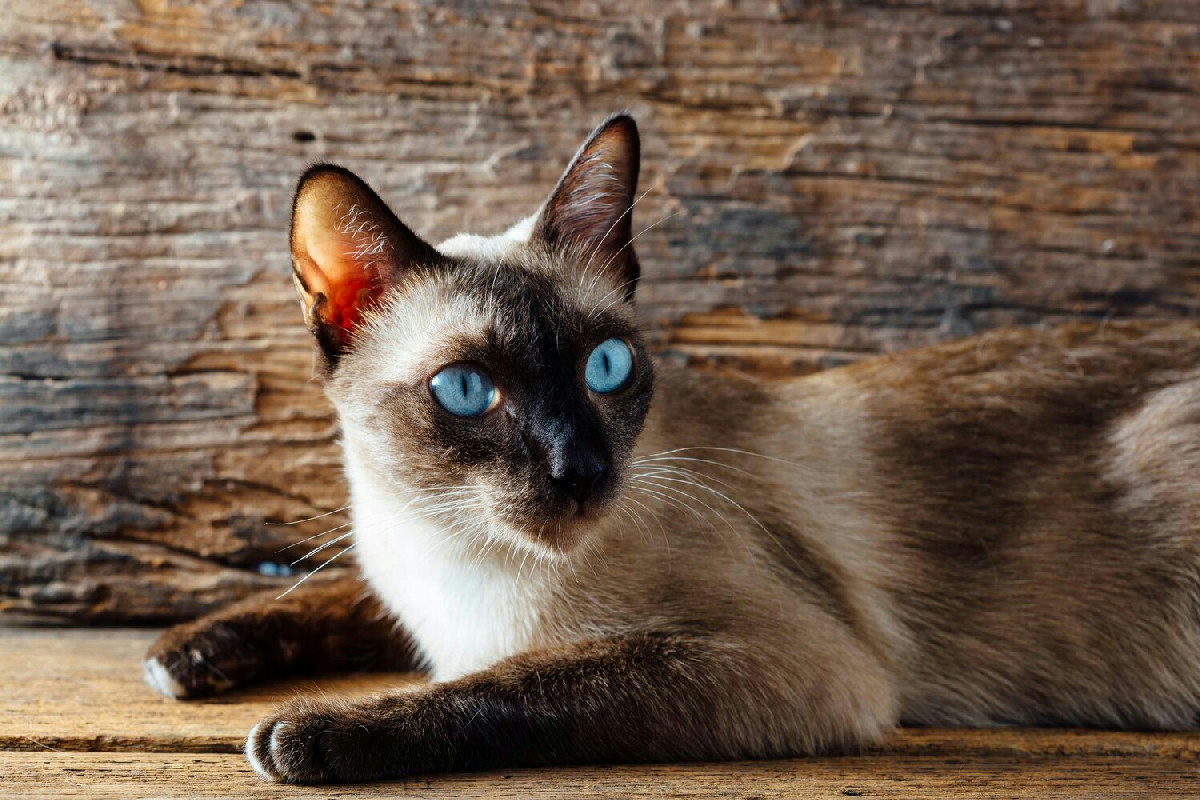 L’animale domestico che aiuta a ridurre tensione e nervosismo in modo naturale e immediato