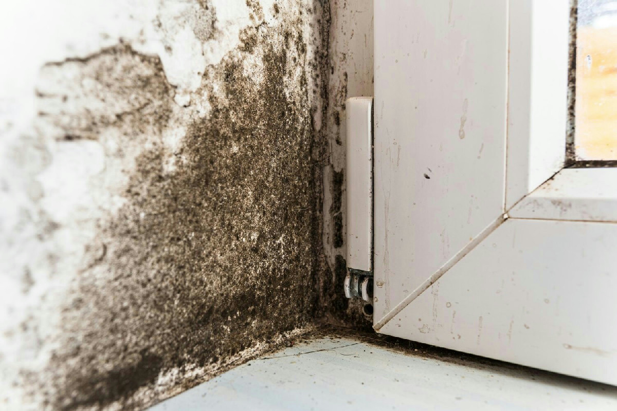 La muffa in casa con l’arrivo del freddo: cosa succede alle pareti e come prevenirla facilmente