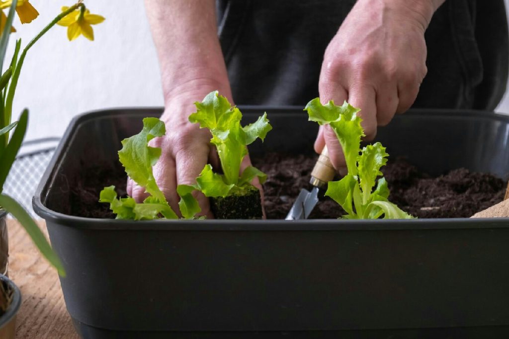 Questo semplice passaggio nel rinvaso favorisce la crescita e rinforza le piante da interno