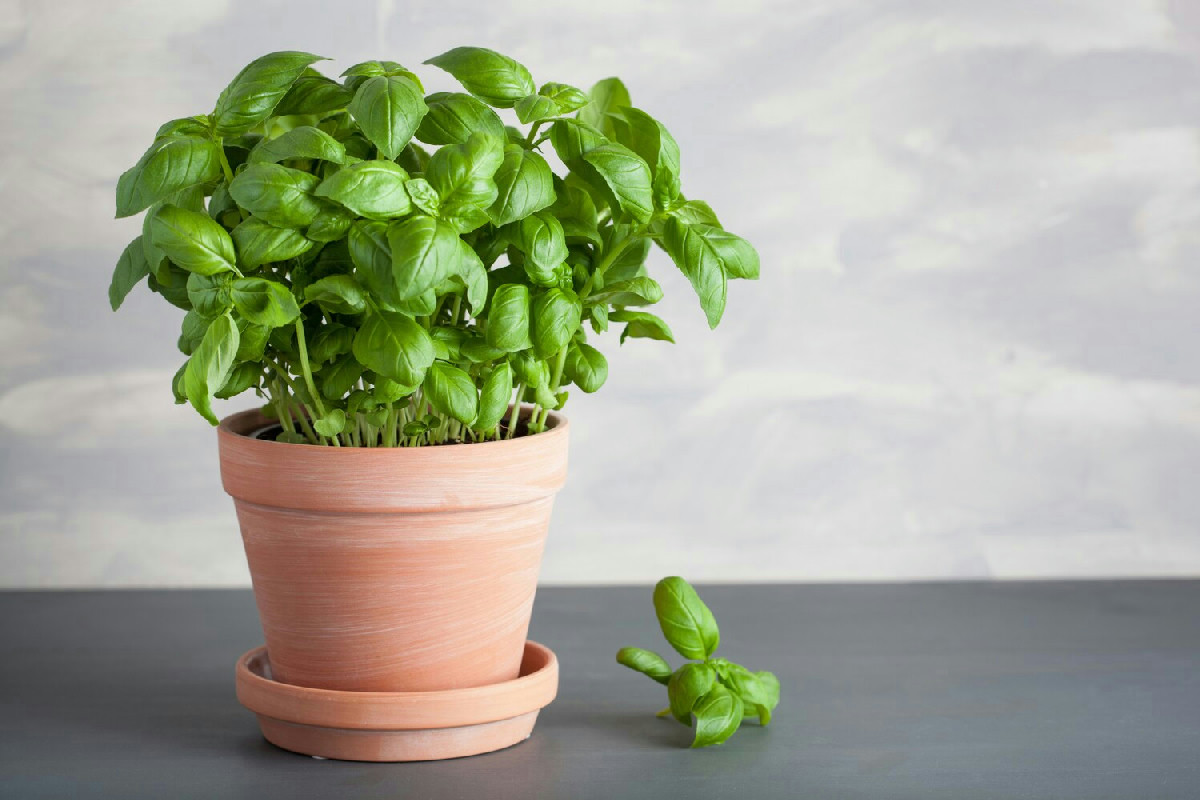 Un semplice accorgimento per mantenere il basilico in vaso sempre profumato e rigoglioso tutto l’anno