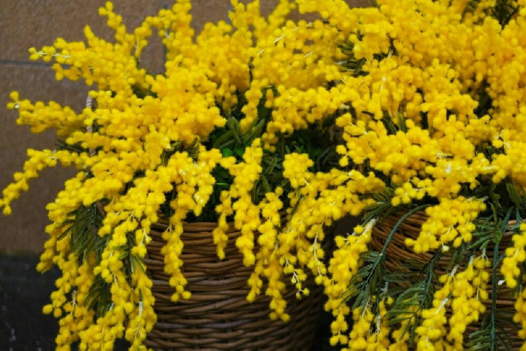 Una semplice cura casalinga per mantenere fresca la mimosa e illuminare la stanza